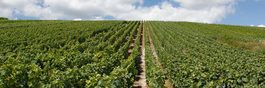 VIÑEDOS